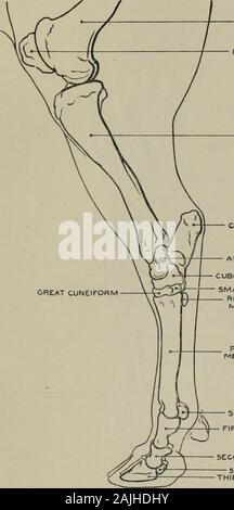 Modellierung; ein Leitfaden für Lehrer und Schüler. Abb. 144.-Hind-Bein. Internen Aspekt. Myology. ANHÄNGE DER MUSKELN. Semi-membkanosus (hinterer Teil) (origin) unterlegen Oberfläche und tuberosity der sitzbein: (Insertion) Interne tuberosity des Schienbeins. Rectus femoris (Trizeps cruris) (o) Darmbein Knochen: (i) Patella. M. vastus Internus (Trizeps cruris) (o) Femur: (i) Patella. Sartorius (o) minderwertigen Aspekt der Becken: (i) aponeurosis verschmilzt mit der Büchse (O) pubisand Nachbarregionen: (i) interne Oberfläche des Schienbeins. Semi-iendinosus (o) tuberosity ofischium: (i) aponeurosis coveri Stockfoto