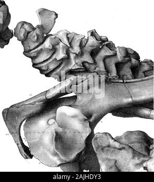 Forschungen über die Struktur, Organisation und Systematik der fossilen Reptilia VII weitere Beobachtungen auf Pareiasaurus. Wmmm uo.. m msmasmm Stockfoto