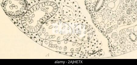 Handbuch der Pathologie: einschließlich bakteriologie, die Technik der postmortems und Methoden der pathologischen Forschung. • •. 4 VV.C • • • •, *&gt;. ^.. Stockfoto