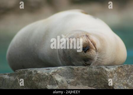 Nahaufnahme eines kalifornischen Seelöwen Stockfoto