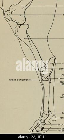 Modellierung; ein Leitfaden für Lehrer und Schüler. Abb. 140.- Hind-Bein. Externe Aspekt. ANHÄNGE DER MUSKELN. Myology. Semi-tendinosus (Ursprung) tuberosity der sitzbein: (Insertion) aponeurosis internalsurface Abdecken von Bein, und dem vorderen Rand der Tibia. M. vastus Externus (Trizeps cruris) (o) Femur: (i) die Sehne des rectus femoris und Patella. Gluteus Maximus (o) sakrale Crest, tuberosityof Sitzbein und Ligament stretching zwischen diesen Punkten: (i) Fascia lata vastusexternus abdecken, und aponeurosis der Leg. Bizeps cruris (o) tuberosity der sitzbein: (1.) mit der aponeurosis aponeurosisblends Bein. G Stockfoto