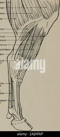 Modellierung; ein Leitfaden für Lehrer und Schüler. Modellierung SEM 1 - TENDIN 05U 5 M. vastus EXTERNU 5 GLUTEUS MAXIMAL 3 BIZEPS CRURIS GASTROCNEMIUS SOLEUS RIGHr TIBIALIS ANTICUSPERONEU 5 LONGUS PERONEU 5 BREVIS EXTENSOR LONGUS 0 I 6 0 RUM FLEXOR LONGUSPOLLICIS TIBIALIS ANTICUS (AMTERIOR) Sehne von FLEXOR BREVIS DI & ITORUM Sehne oder FLEXOR LONGUS POLLICIS AUFSCHIEBENDE LIGAMENTor Fessel. Abb. 140.- Hind-Bein. Externe Aspekt. ANHÄNGE DER MUSKELN. Myology. Semi-tendinosus (Ursprung) tuberosity der sitzbein: (Insertion) aponeurosis internalsurface Abdecken von Bein, und dem vorderen Rand der Tibia. M. vastus Externus (Trizeps cruris Stockfoto