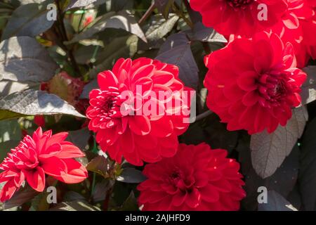 Tief roten Blüten Dahlie Fire Mountain im September in Großbritannien Stockfoto