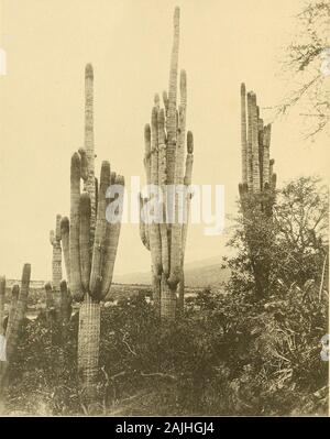 Die Cactaceae: Beschreibungen und Abbildungen von Pflanzen der Familie der Kakteen. Eine Gruppe von Pflanzen von Cephalocereus macrocephalus auf einem Wald bedeckten Hügel in der Nähe von Tehuacan, Mexiko. Die CACTACEAE BESCHREIBUNGEN UND ABBILDUNGEN OFPLANTS DER CACTUS FAMILIE VON N. L. BRITTON und J. N. ROSE BAND II LIBRARYNEW YORKBOTANICAL GARDENcactaceaedescri 02 brit Stockfoto