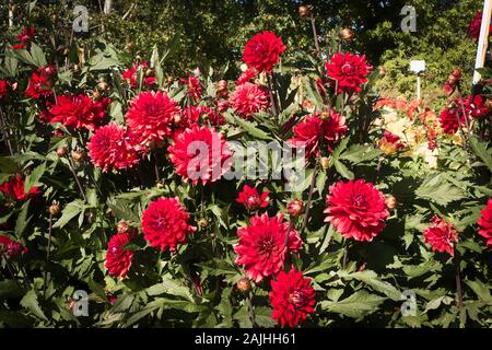 Blumen der Dahlie Karma Amora eine Seerose Typ blühen im September UK Stockfoto