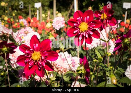 Red halbgefüllte Blüten Dahlie Hillcrest Regal in einer dahlie Feld auf einem englischen Kindergarten in Großbritannien Stockfoto