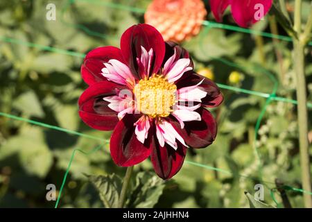 Red halbgefüllte Blüten Dahlie Dahlie Eveline Maria in einem Feld auf einem englischen Kindergarten in Großbritannien Stockfoto