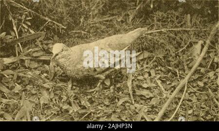 Transaktionen, die von der Connecticut Akademie der Künste und Wissenschaften. Abbildung 9 - Die Bermuda Bluebird, aus dem Leben. Der Kardinal Vogel, von denen der männlichen Röter ist als die commonAmerican Sorte, und hat ein heller roter Kamm. (Vgl. Teil VI) den Song von Cardinal Bird ist abwechslungsreich und angenehm, und es ist saidto ändern sich entsprechend der Jahreszeit. Der kleine Ort Taube ist verytame und wird oft an den Straßenrändern gesehen, oder Fütterung in den Straßen. (Abb. 10.) Der amerikanischen Wachteln oder Bobwhite nun auch üblich ist, aber das heutige Rennen war in der letzten Zeit eingeführt, ungefähr 1859, 430 A.E. Verrill - Das Bermuda Insel Stockfoto