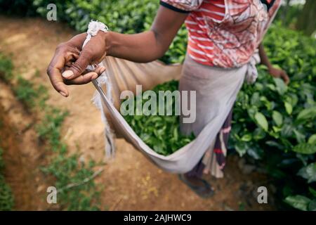 Arbeiter auf Kaffee planation. Frau, die Ernte der Teeblätter, Sri Lanka Stockfoto