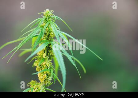 Nahaufnahme der männlichen Cannabis Pflanzen mit Pollen Säcke Stockfoto