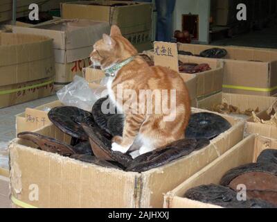 Katze sitzt auf getrocknete Pilze für den Verkauf in einem Kanton, China Stockfoto