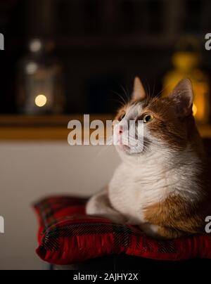 Rot-weiße Katze stellt sich auf einen Stuhl Stockfoto