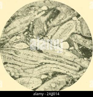 Die foraminiferen: Eine Einführung in das Studium der Protozoen. Abb. 31.-Miliolina Kalkstein (M.); trigonula Eozän, Pariser Becken. Original. tion von 0) - hif () Jitcs. Das Schwergewicht des Miliolina (Pentellina saxorum und anderen Arten) in diesem Gestein, das hat weitgehend als ein Gebäude - Stein für Paris verwendet wurden, hat seinen Namen MilioliticLimestone (Bild gegeben. 31). Die oberen Eozän des Hampshire Becken enthält, in der Barton Betten, bestimmte Schichten, die yieldin Fülle die kleine Art von NUMMULITEN, N. GEOLOGiaL EANGE 271 elegans und N. variolaria^ Und diese Arten in der alsooccur Stockfoto