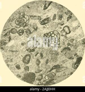 Die foraminiferen: Eine Einführung in das Studium der Protozoen. Abb. 29.- Fusulina Kalkstein; Kussian Karbon. X 60. Original. Karbon Gattung, sondern auch in der Trias gefunden), Ammodiscus, Textulavid, VdhiiJnui^ Lagena, Arclice - Discus (eingeschränkt) und Fnsitliita (Auto eingeschränkt - boniferous und Perm). Die Gattungen HaccainiiiiiKi (iig. 28) und Fusuliiia (Abb. 29) bilden oft den größeren Anteil der extensivebeds aus Kalkstein, wie wir bereits gesehen haben, butoccasionally einige der kleineren Arten, wie der s 258 Endothyra FOEAMINIFEEA und Arcliceclisciis, sind auch reichlich in bestimmten Kalk-ston Stockfoto