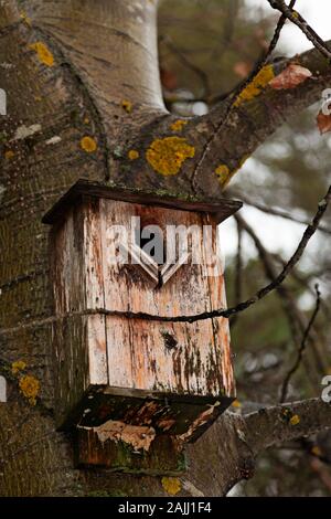 Ein alter Vogel Nest sitzen auf dem Baum auf der Umedalen Stockfoto