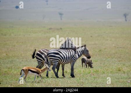 Schöne Zebras im maasai mara Stockfoto