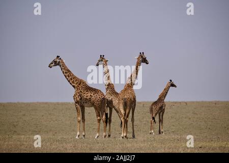 Schöne Giraffen, die sich in der maasai mara entspannen Stockfoto