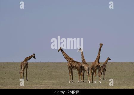 Schöne Giraffen, die sich in der maasai mara entspannen Stockfoto