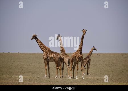Schöne Giraffen, die sich in der maasai mara entspannen Stockfoto