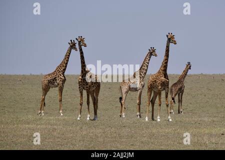 Schöne Giraffen, die sich in der maasai mara entspannen Stockfoto