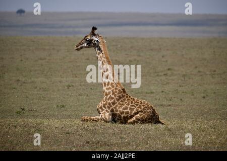 Schöne Giraffen, die sich in der maasai mara entspannen Stockfoto