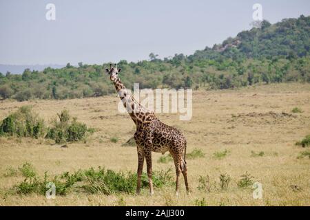 Schöne Giraffen, die sich in der maasai mara entspannen Stockfoto