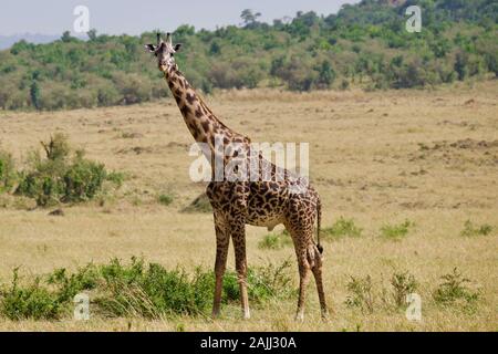 Schöne Giraffen, die sich in der maasai mara entspannen Stockfoto