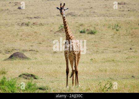 Schöne Giraffen, die sich in der maasai mara entspannen Stockfoto