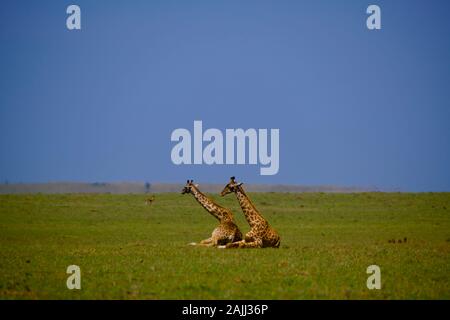 Schöne Giraffen, die sich in der maasai mara entspannen Stockfoto