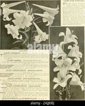 Die Farquhar Herbst Katalog: 1911. Herbst Katalog. 1911.. T Lllium Harrisii. LILIUM CANDIDUM. Christi Himmelfahrt oder Englisch Fastenzeit Lily. IESE sind für uns im Norden von Frankreich angebaut und sind die großen, dicken-blättrige Sorte, mit rein weißen Blüten; exzellent, sowohl für das Zwingen und unterbrechungprüfen Garten. Jeder, 15 Cent; pro dtz., Si 5 O; pro 100, SS. 50; pro 1.000, S 80.00. LlLlUM HARRIS!!. Die Bermuda Ostern Lily. Sehr Wahl gründlich gereift Glühbirnen, aus feinstem Lieferbar in Bermuda. Jede Doz. 100 fein Blumenzwiebeln. 5 bis 7 in. circ. Extra große Lampen. 7 bis 9 in. circ. Mammut Größe, q in. circ zu n. $ 0.10.20.40 Si. Stockfoto