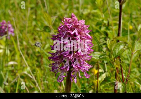 Lady/Monkey Hybrid Orchid, Orchis purpura x simia, selten, Hartslock Reserve, Goring, Oxfordshire, Großbritannien Stockfoto