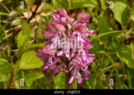 Lady/Monkey Hybrid Orchid, Orchis purpura x simia, selten, Hartslock Reserve, Goring, Oxfordshire, Großbritannien Stockfoto