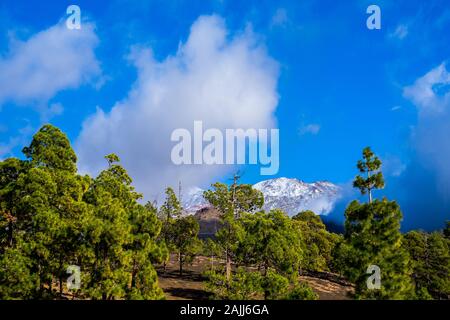 Spanien, Teneriffa, grüne Tannen in chinyero Wald Natur Landschaft mit Blick auf die weiß verschneiten Gipfel des Vulkan Teide im nebligen Stimmung Stockfoto