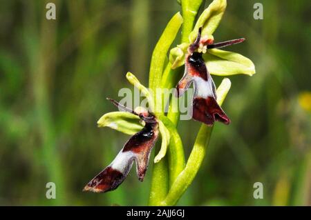 Fly Orchid, Ophrys insectifera, Close Up, am Straßenrand in Somerset, Großbritannien Stockfoto