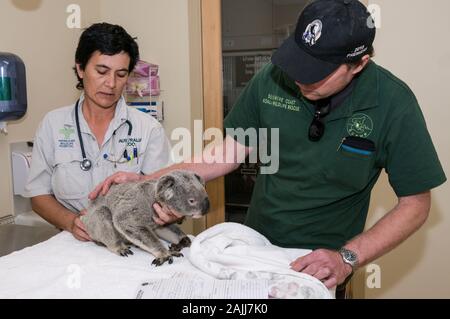 Veterinär Krankenschwester, Lee Pirini untersucht Angelo eine gerettet wild Koala im Australia Zoo Hospital an der Sunshine Coast in Queensland, Australien. Lookin Stockfoto