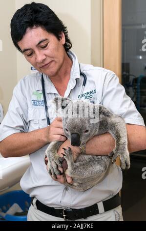 Veterinär Krankenschwester, Lee Pirini untersucht, Angelo, ein gerettet wild Koala im Australia Zoo Hospital an der Sunshine Coast in Queensland, Australien. Ange Stockfoto