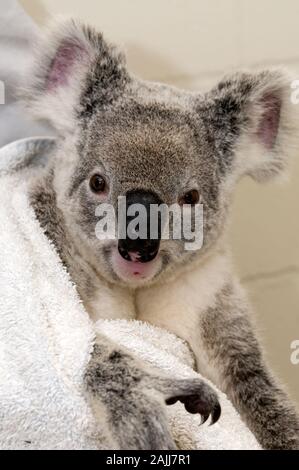 Veterinär Krankenschwester, Lee Pirini untersucht eine gerettet wild Koala genannt, Soldat, an den Australia Zoo Hospital an der Sunshine Coast in Queensland, Austral Stockfoto