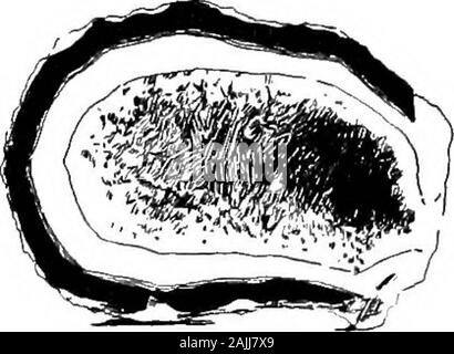 Elemente der Mineralogie, Kristallographie und blasrohr Analyse von einem praktischen Standpunkt aus.. . Baumartige oder Dendritische.-Verzweigung wie ein Baum als in Kupfer. 313, oder Pyrolusit. Abb. 330.. Zeichen von Mineralien. 145 Strahlen.-Abweichung von einem gemeinsamen Zentrum, manchmal Form-ing fast vollständige Sphären, wie in pectolite von Paterson, Abb. 331. Häufiger bilden wavellite partialspheres, wie in gezeigt. Abb. 553, Abb. 332. oder pectolite Bergen Hügel, Abb. 602. Drusy. Eng mit minutecrystals, die eine rauhe Oberfläche wie Sand-Papier. Geode. - Ein hohler Knötchen gesäumt withcrystals, wie ich Stockfoto