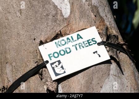 Ein Hinweis beigefügt (Koala essen Baum) zu einem der Eukalyptus (Gum Trees) in Noosa Heads an der Sunshine Coast in Queensland, Australien Stockfoto