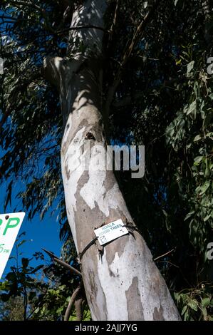 Ein Hinweis beigefügt (Koala essen Baum) zu einem der Eukalyptus (Gum Trees) in Noosa Heads an der Sunshine Coast in Queensland, Australien Stockfoto