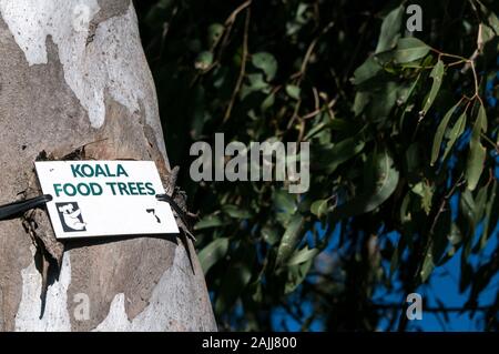 Ein Hinweis beigefügt (Koala essen Baum) zu einem der Eukalyptus (Gum Trees) in Noosa Heads an der Sunshine Coast in Queensland, Australien Stockfoto