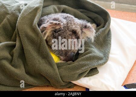 Ein Koala gerettet, eingewickelt in eine warme Decke mit seinen medizinischen Bericht, Warten auf medizinische Aufmerksamkeit an den Australia Zoo Wildlife Hospital auf der Sunshine Stockfoto