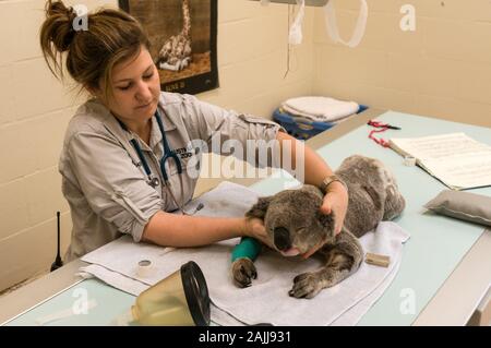 Veterinär Krankenschwester, Natasha Banville Vorbereitung eine verletzte männliche Koala namens Blair für eine X-ray während der Narkose bei der Australien Z vorbereitet Stockfoto