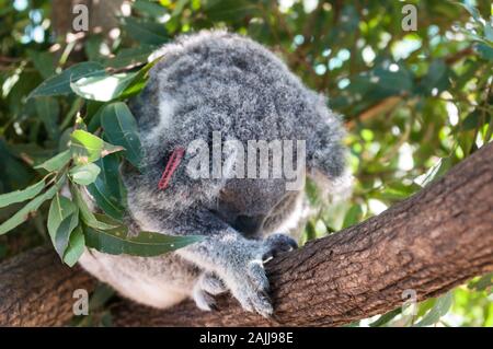 Ein Koala schlafend auf einem Ast, Wiederherstellung von krankenhausbehandlung nach seinen Verletzungen, in einem der großen Käfig auf dem Australia Zoo Wild gehalten wird Stockfoto