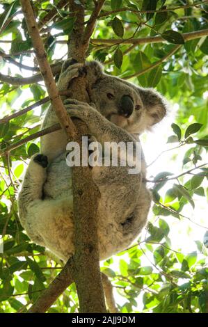 Ein Koala auf einem Ast, Wiederherstellung von krankenhausbehandlung nach seinen Verletzungen, in einem der großen Käfig auf dem Australia Zoo Wildlife Ho gehalten wird Stockfoto