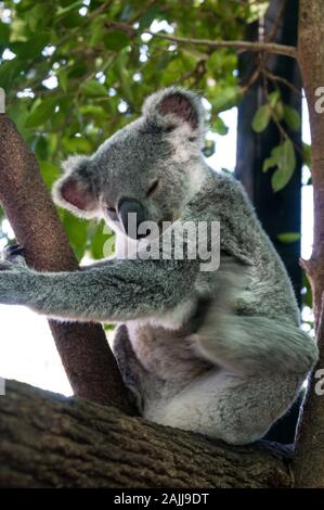 Ein Koala auf einem Ast, Wiederherstellung von krankenhausbehandlung nach seinen Verletzungen, in einem der großen Käfig auf dem Australia Zoo Wildlife Ho gehalten wird Stockfoto