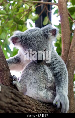 Ein Koala auf einem Ast, Wiederherstellung von krankenhausbehandlung nach seinen Verletzungen, in einem der großen Käfig auf dem Australia Zoo Wildlife Ho gehalten wird Stockfoto