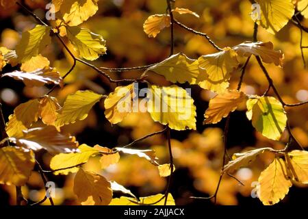 Herbst Blätter Buche (Fagus sylvatica), die aus mehreren Hintergrundbeleuchtung Blätter auf einem Zweig zu schließen. Stockfoto