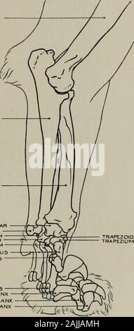 Modellierung; ein Leitfaden für Lehrer und Schüler. HUMERUS ULNA RADIUS SCAPHO-LUNAR PISIFORM KEILSCHRIFT UNCIFORM OS MAGNUM MCTACARPUSSESAMOIDS SESAMOIDS ERSTE PHALANX ZWEITE PHALANX DRITTEN PHALANX. ^ tTZZm Abb. 105.- Fore-Bein. Internen Aspekt. Osteologie. pisiform Knochen. Extensor carpi radialis longior (o). humerus: (i) Mittelhand. FlexorCARPI RADIAIIS (o.) interne Kondylus des Humerus: (i) zweiten und dritten metacarpals. Flexor digitorum sublimis (o. ) Interne kondylus des Humerus: (i) durch vier Sehnen indie vier externen Stellen. Flexor digitorum Profundus (o.) Interne kondylus von humerus und Welle o Stockfoto