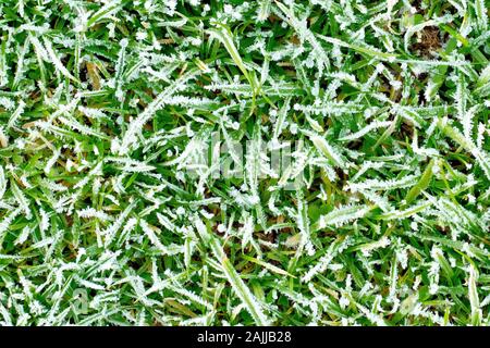 Ein abstraktes Bild von Frost auf dem Gras. Stockfoto